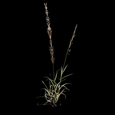 Grass Patch Plant
