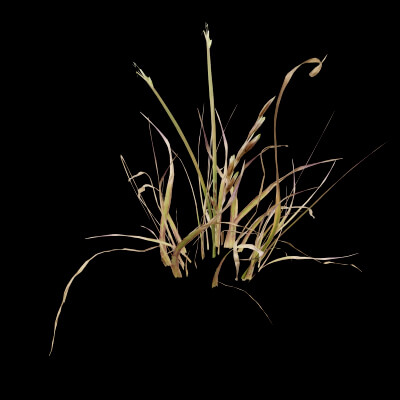 Grass Patch Plant