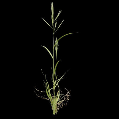 Grass Patch Plant