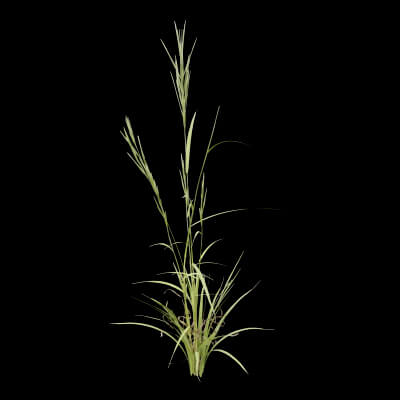 Grass Patch Plant