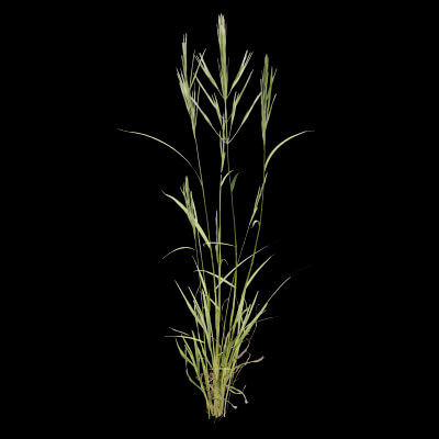 Grass Patch Plant