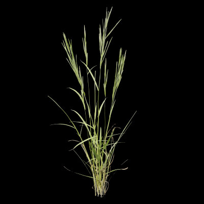 Grass Patch Plant