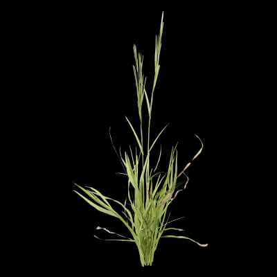 Grass Patch Plant