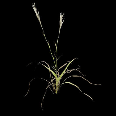Grass Patch Plant