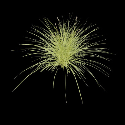 Grass Patch Plant