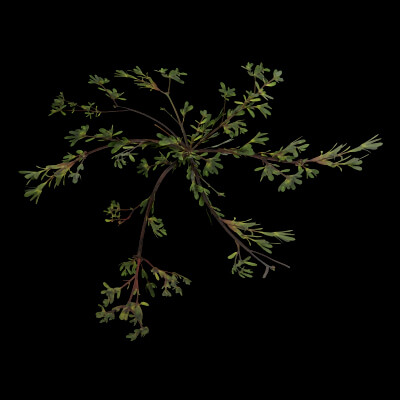 Portulaca oleracea Plant