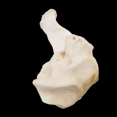Long Bone Decor