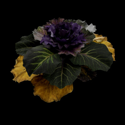 Ornamental Kale Plant