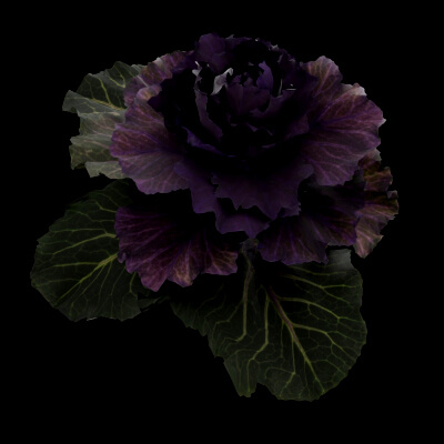 Ornamental Kale Plant