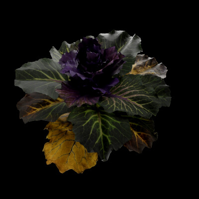 Ornamental Kale Plant