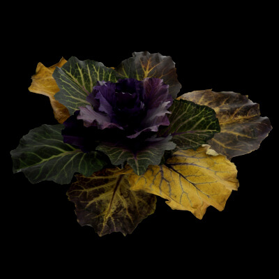Ornamental Kale Plant