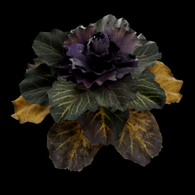Ornamental Kale Plant
