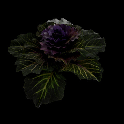 Ornamental Kale Plant