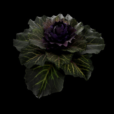Ornamental Kale Plant