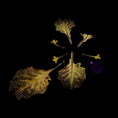 Ornamental Kale Plant
