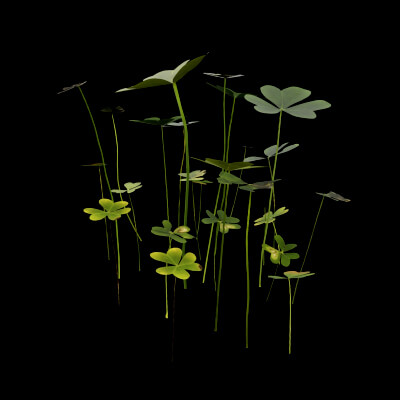 Oxalis Pes-Caprae Plant