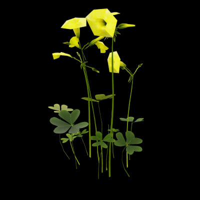 Oxalis Pes-Caprae Plant