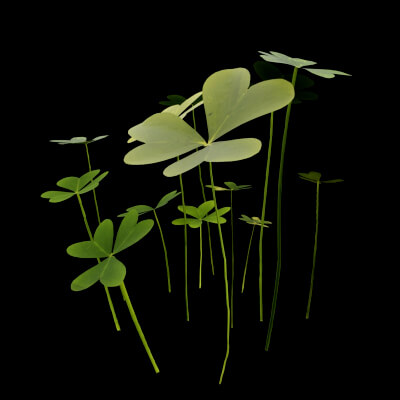 Oxalis Pes-Caprae Plant