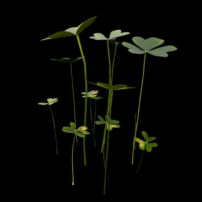 Oxalis Pes-Caprae Plant