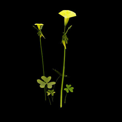 Oxalis Pes-Caprae Plant