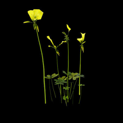 Oxalis Pes-Caprae Plant