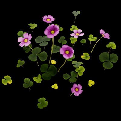 Oxalis Violacea Plant