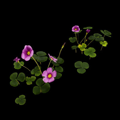 Oxalis Violacea Plant
