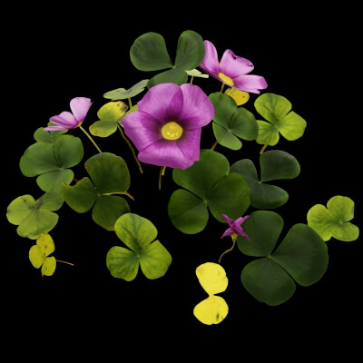 Oxalis Violacea Plant