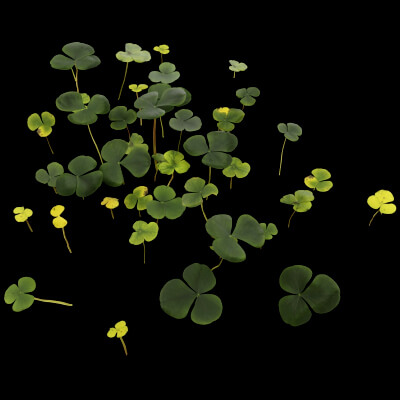 Oxalis Violacea Plant