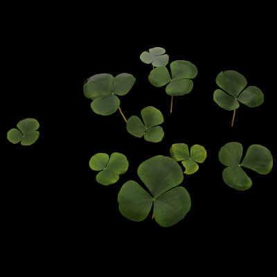 Oxalis Violacea Plant