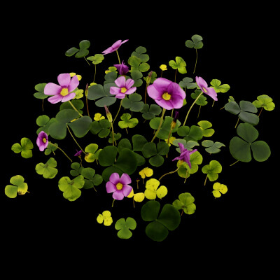 Oxalis Violacea Plant