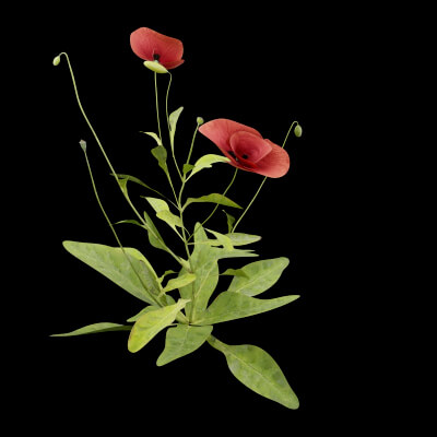 Papaver Rhoeas Plant