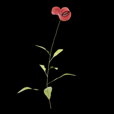 Papaver Rhoeas Plant