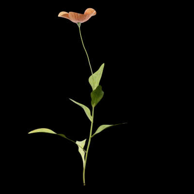 Papaver Rhoeas Plant
