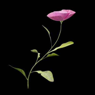 Papaver Rhoeas Plant