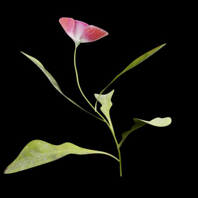 Papaver Rhoeas Plant