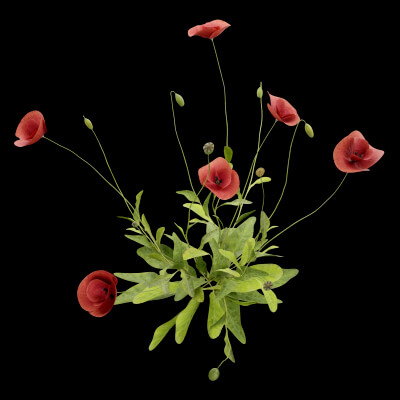 Papaver Rhoeas Plant