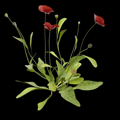 Papaver Rhoeas Plant