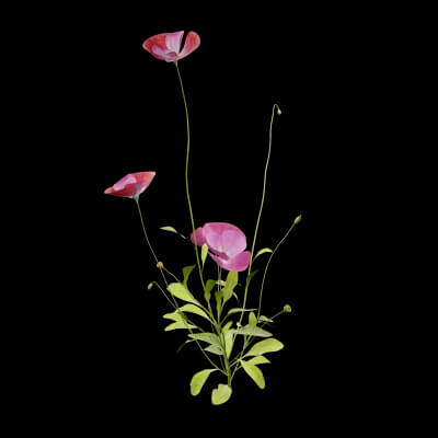 Papaver Rhoeas Plant