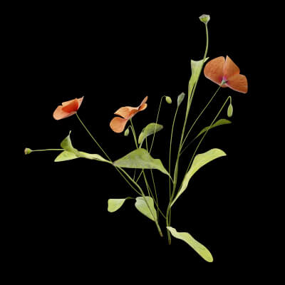 Papaver Rhoeas Plant