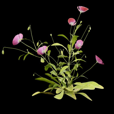 Papaver rhoeas Plant