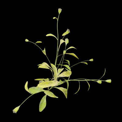 Papaver rhoeas Plant