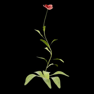 Papaver Rhoeas Plant