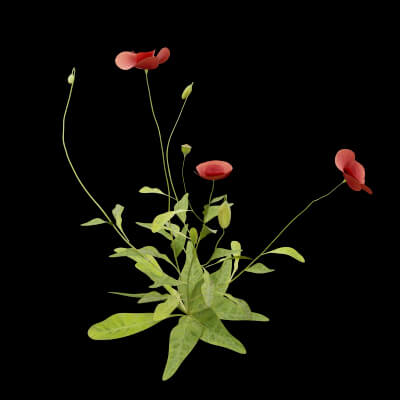Papaver Rhoeas Plant