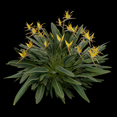 Paradisaea Raggiana Plant