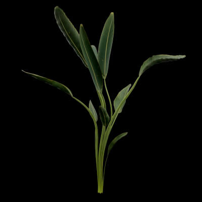 Paradisaea Raggiana Plant