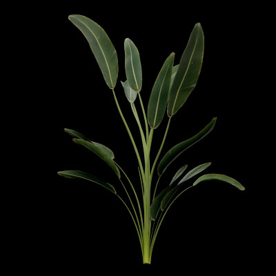 Paradisaea Raggiana Plant