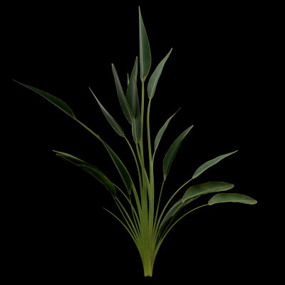 Paradisaea raggiana Plant