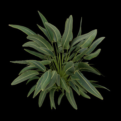 Paradisaea Raggiana Plant