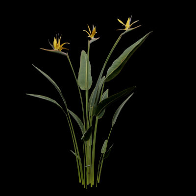 Paradisaea Raggiana Plant